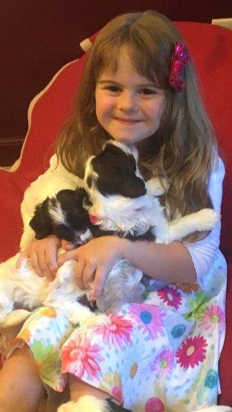 6.12.16 MOLLY LORI BALL’S GRANDAUGHTER WITH CALLIE PUPPIES @ 4 WEEKS OLD (2)