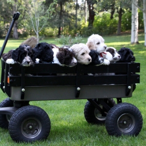 ELLIE PUPS 7 WEEKS IN WAGON CLOSE UP IN THE BIG YARD 8.15.15