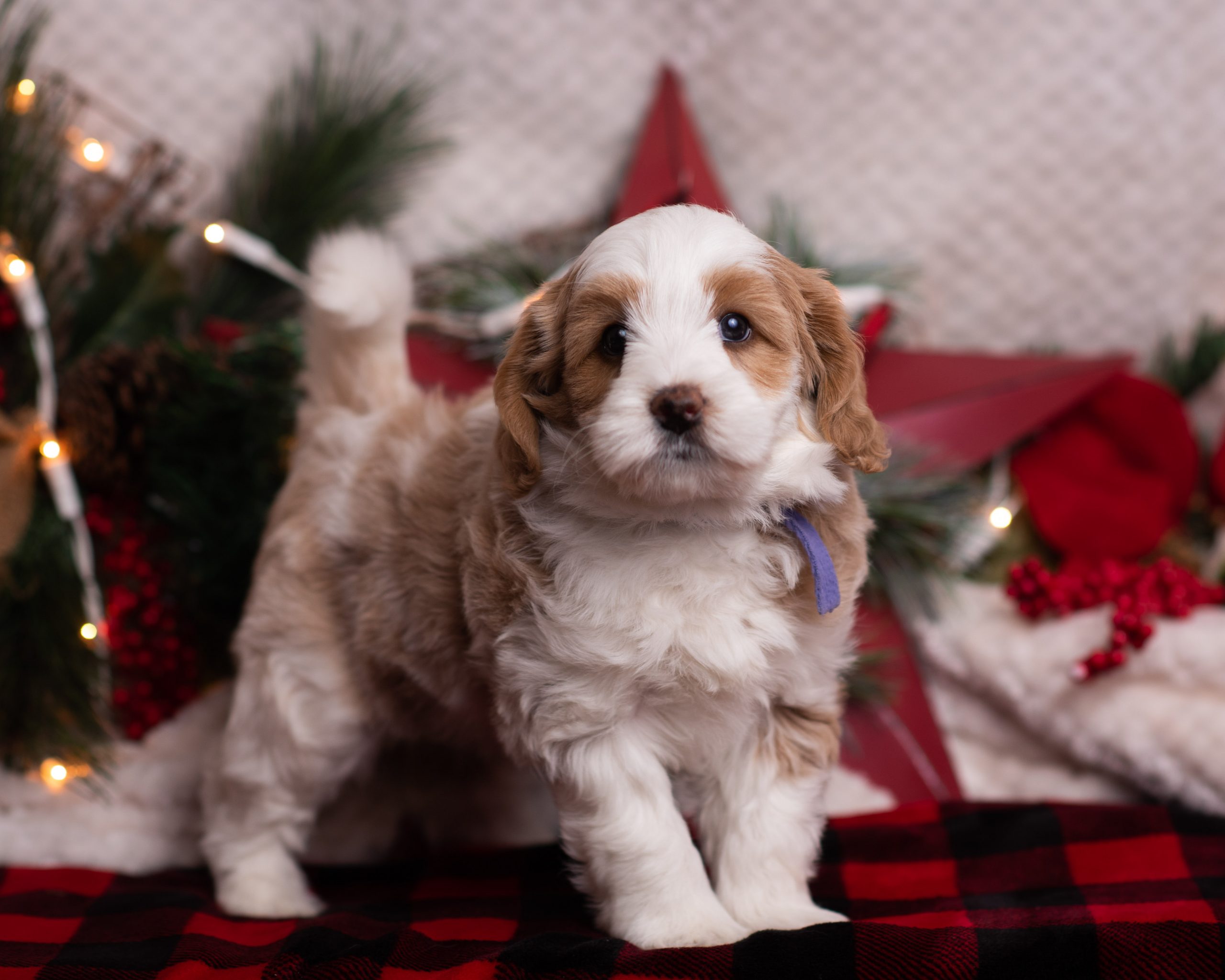 Australian Labradoodle puppy with purple ribbon