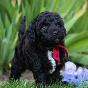 Featured image of post Australian Labradoodle Schwarz Weiss Raising the litters at home allows us to know each puppy s unique personality while ensuring everyone gets the individual attention they deserve