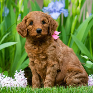 Brown Australian Labradoodle puppy