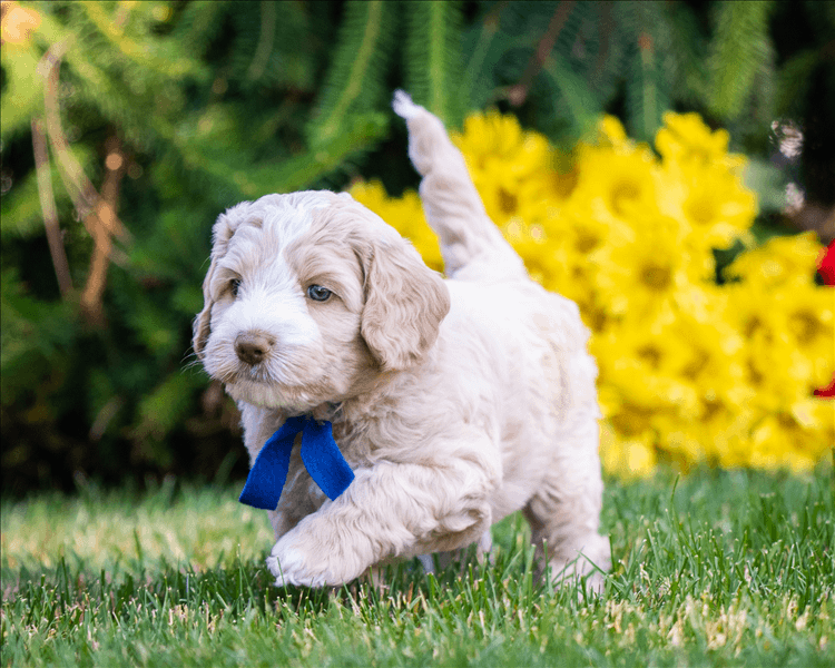 Behaviors to Watch Out for in a New Puppy 
