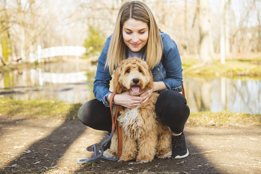 Australian Labradoodle Breeder in Washington