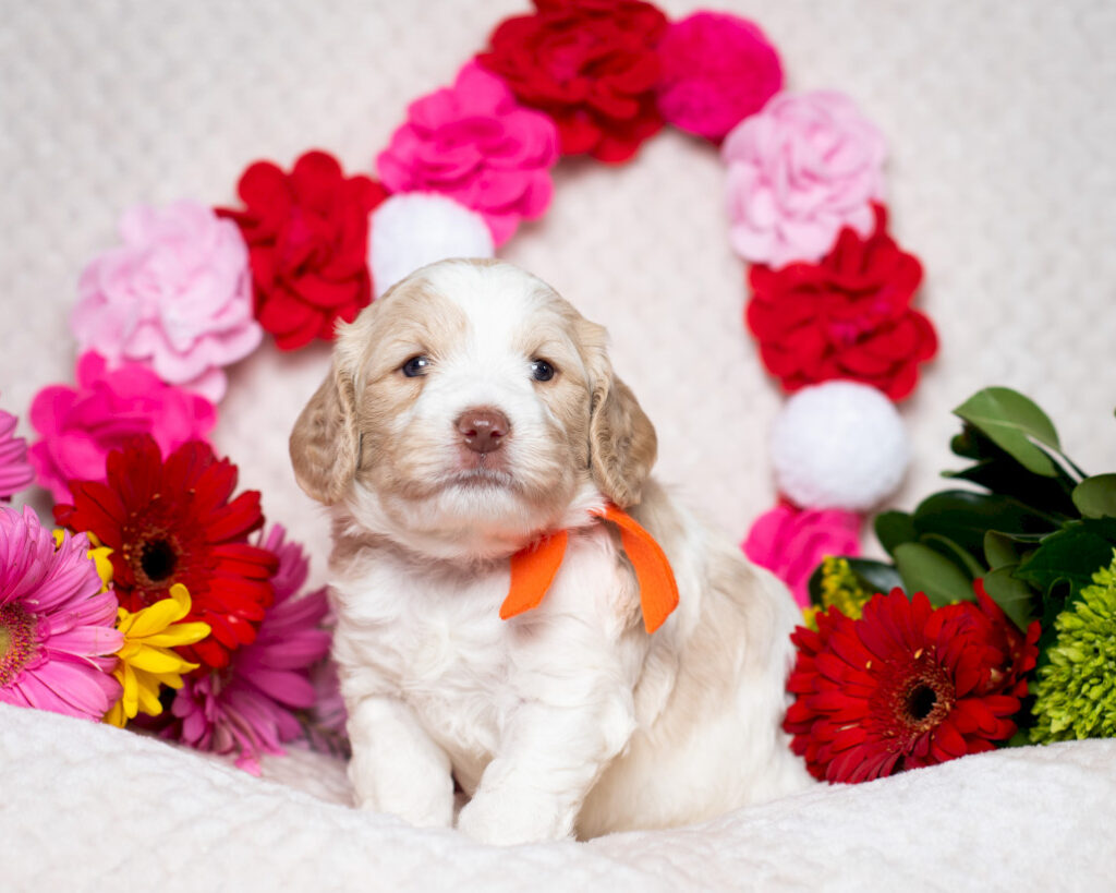 Puppy Multi-Generation Australian Labradoodle in front of Valentines Heart 