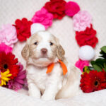 Puppy Multi-Generation Australian Labradoodle in front of Valentines Heart
