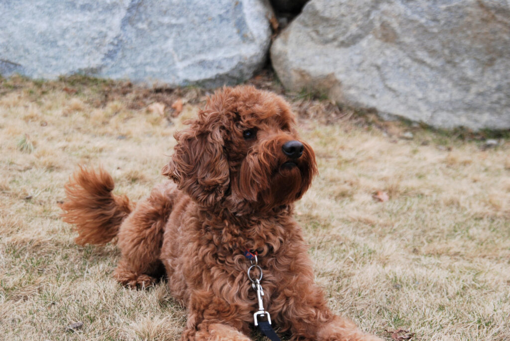 Australian Labradoodle laying down outside