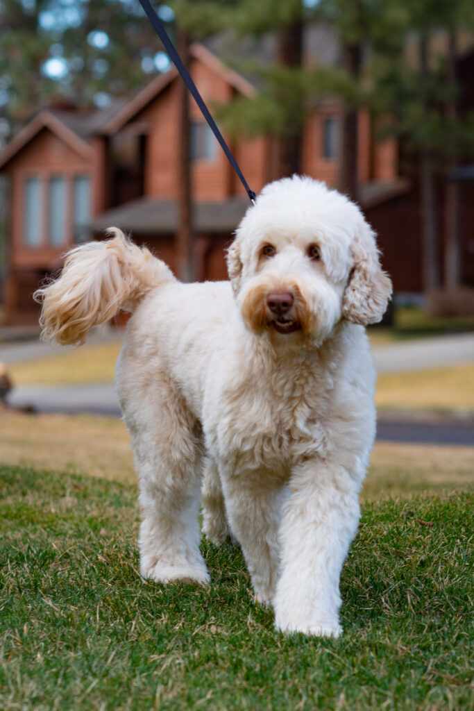 Australian Labradoodle outside on a leash