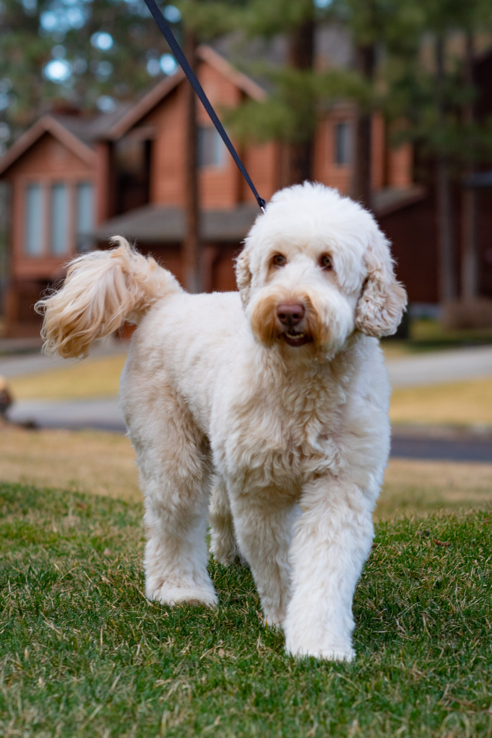 Are Labradoodles Large Breed Dogs