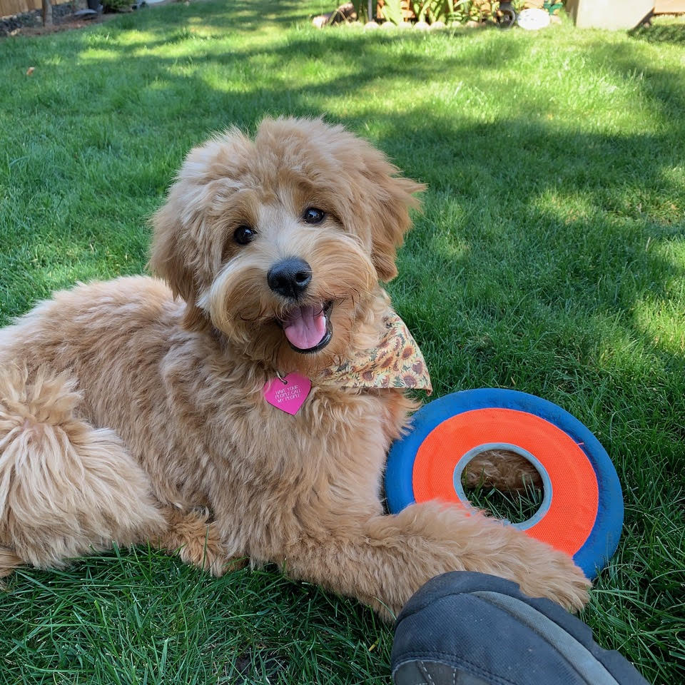 Australian Labradoodle playing with a frisbee in the grass outside