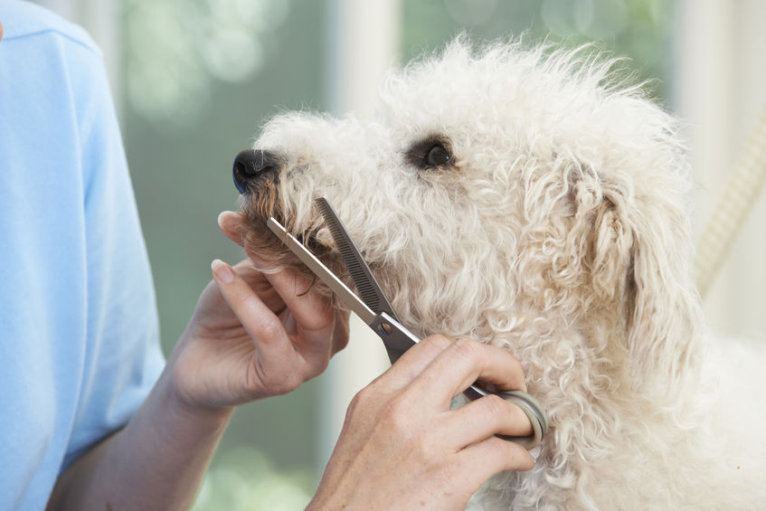 Australian Labradoodle Puppies for Sale in Washington