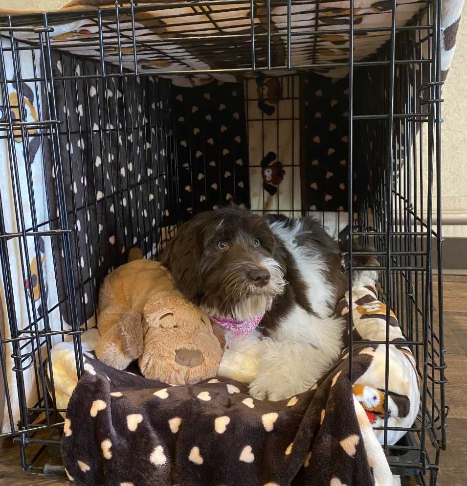 Australian Labradoodle Puppies for Sale near Spokane, WA