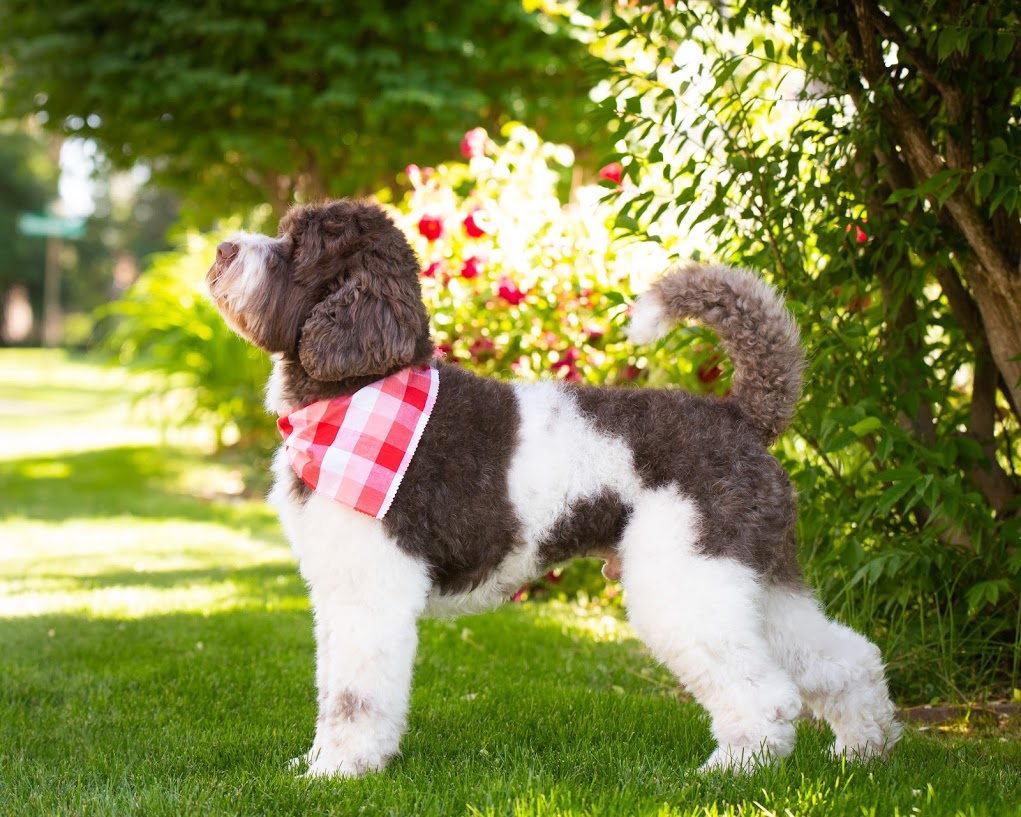 black and white Multi-Generation Australian Labradoodle standing straight up with red and white neck scarf on