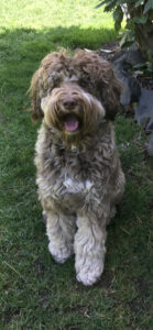 Chocolate phantom colored male Australian Labradoodle