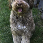 Chocolate phantom colored male Australian Labradoodle