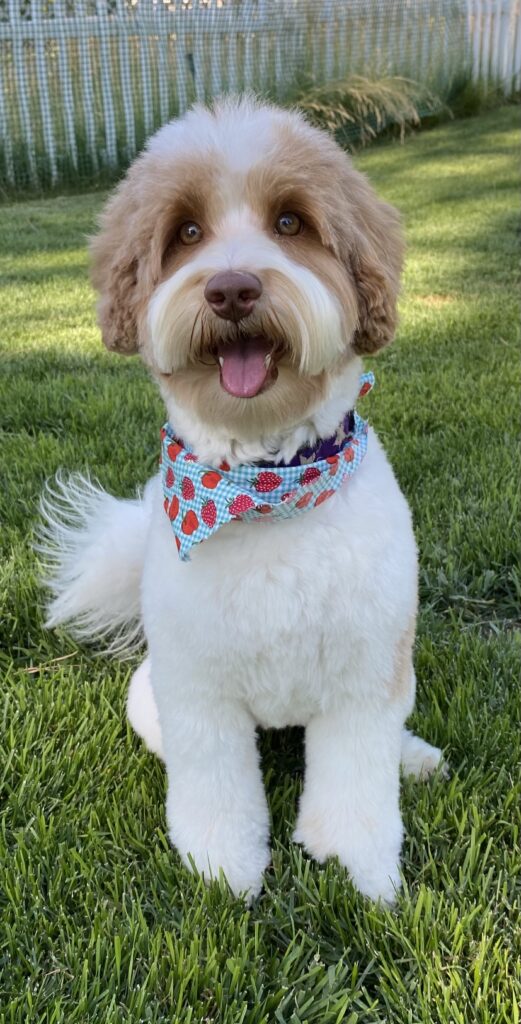 Multi-Generation Australian Labradoodle outside ready for spring