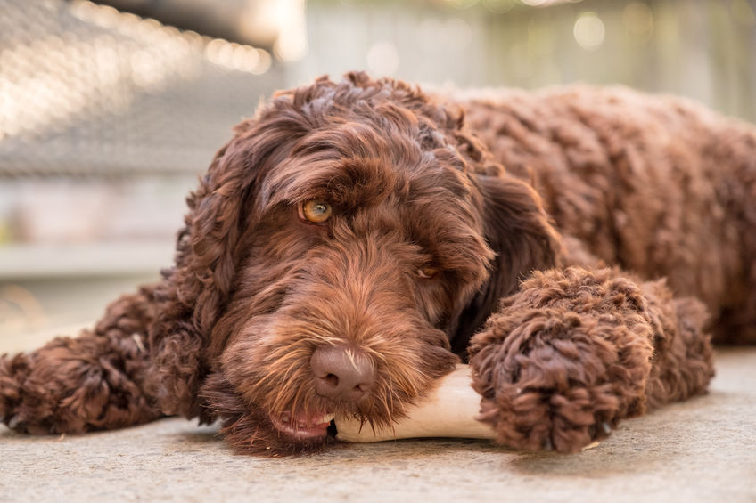 Australian Labradoodle Puppies for Sale in WA
