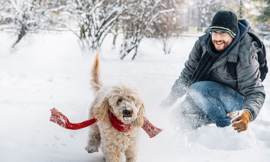 A man playing with his Australian Labradoodle in the snow.