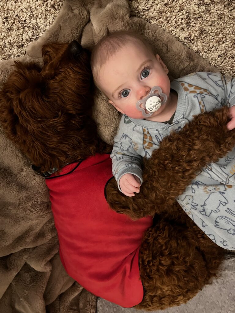 sleeping labradoodle with baby