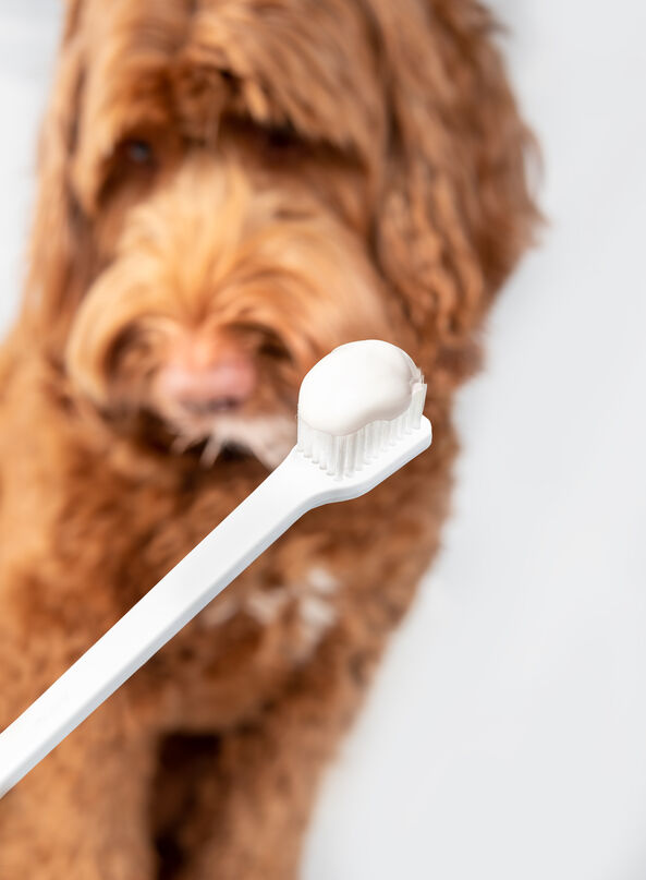 Toothbrush in focus. Defocused female Labradoodle dog eyeing the brush ready for a cleaning.