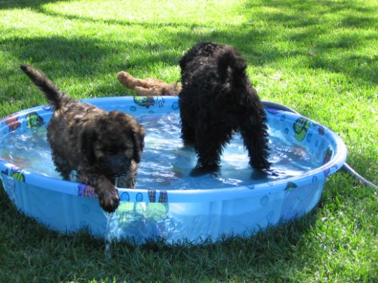 Australian Labradoodle puppies safely playing in a small pool to stay cool for the summer. 