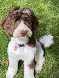 Australian Labradoodle Lucy