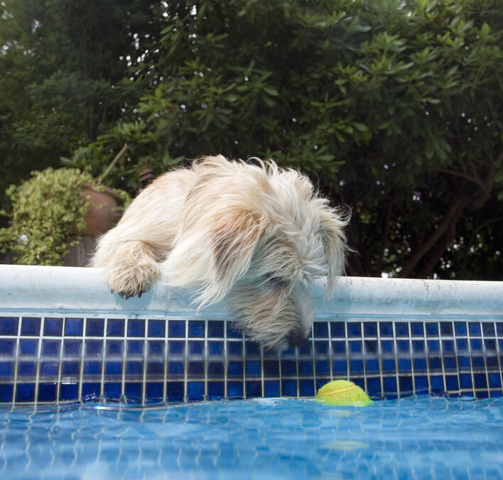 Dog looking at tennis ball in pool