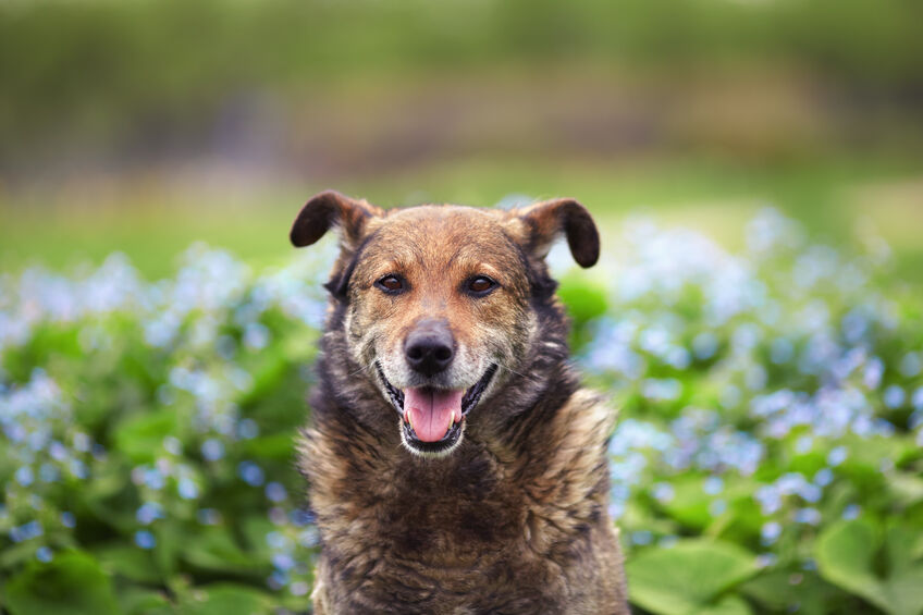 The old brown gray dog sitting on the lawn in front of blue flowers