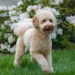 Australian Labradoodle Honey