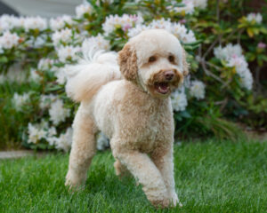 Australian Labradoodle Honey