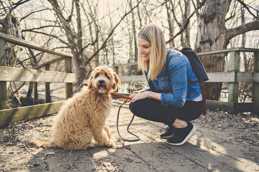 Happy Labradoodle Dog and woman outside at the park