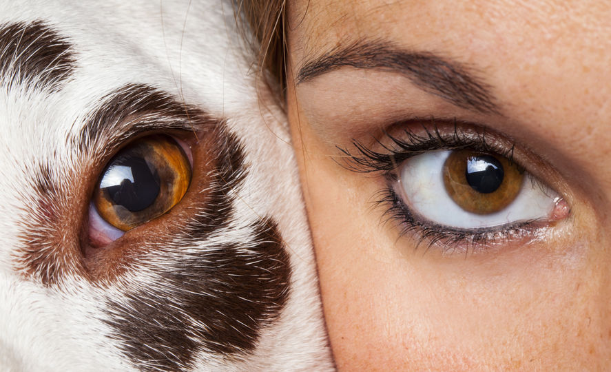 Face to face with dog and human eye