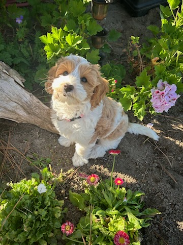 Australian Labradoodle sitting in garden