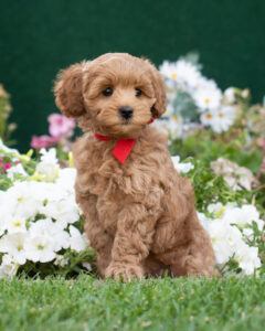 Australian Labradoodle Chewie