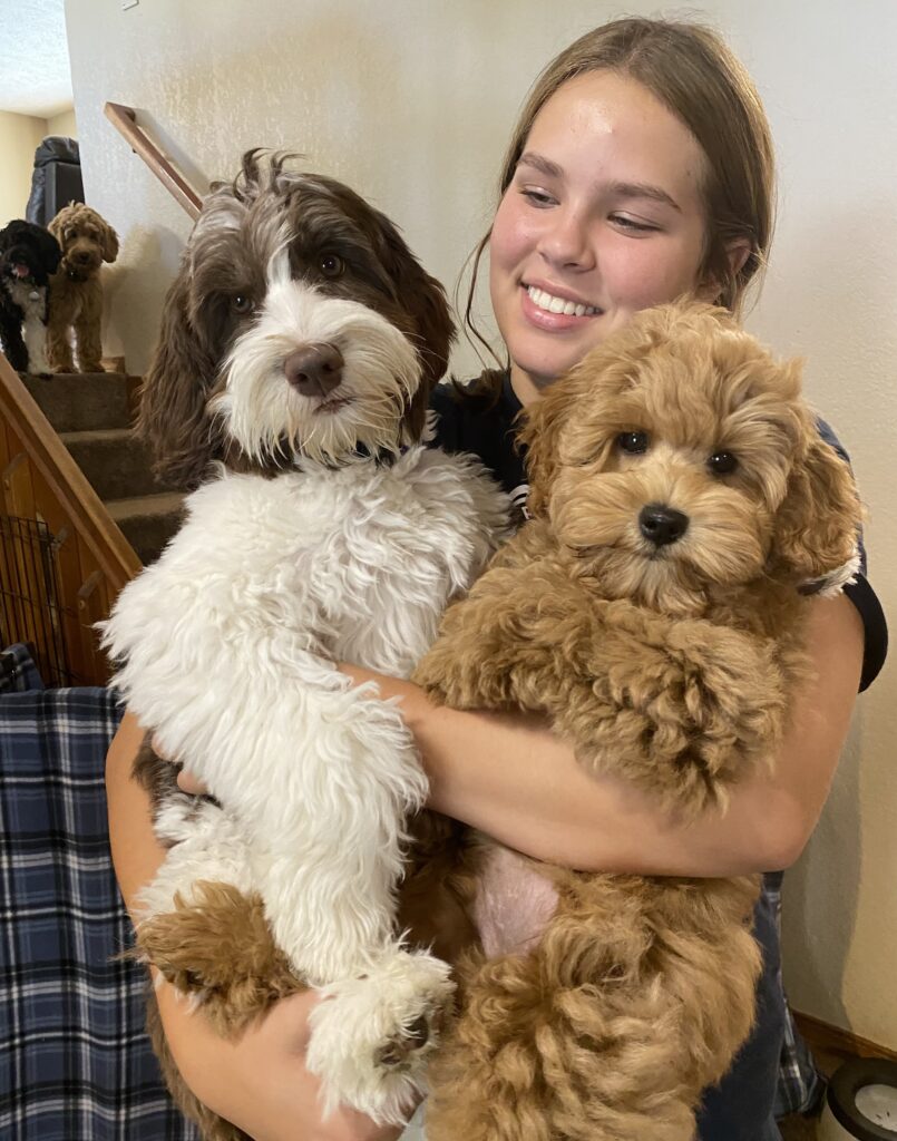 woman introducing her new dog with her older dog 