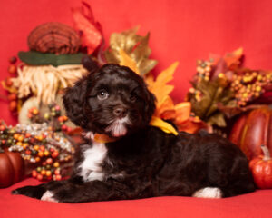 Australian Labradoodle River