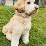 Australian Labradoodle Ryder