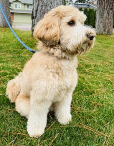 Australian Labradoodle Ryder